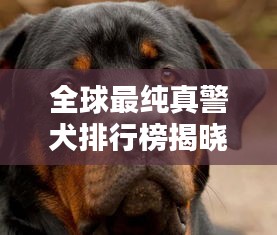全球最纯真警犬排行榜揭晓！