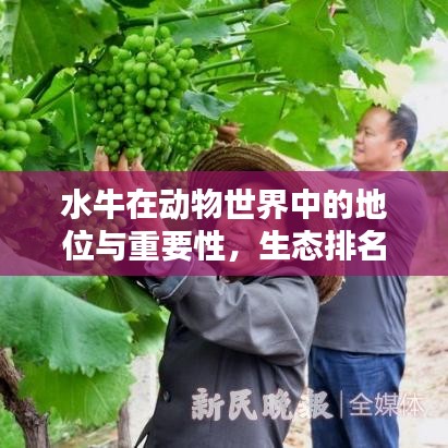 水牛在动物世界中的地位与重要性，生态排名揭秘
